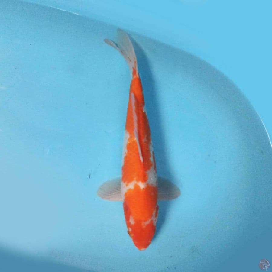 KOHAKU 35 cm