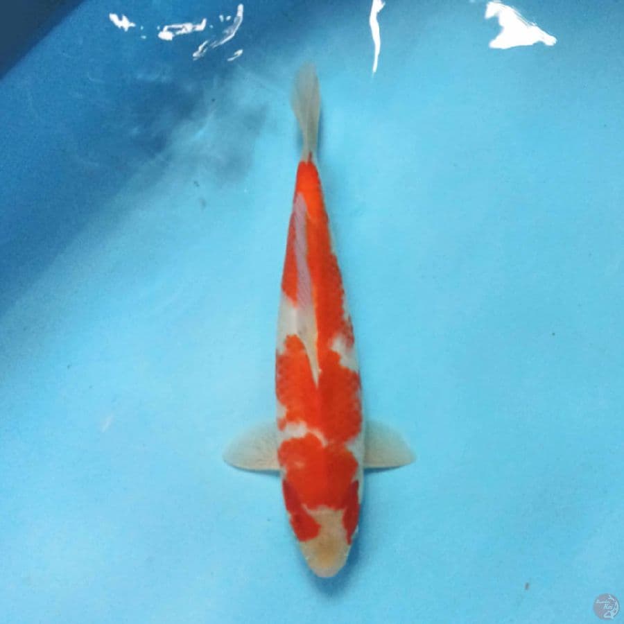 KOHAKU 29 cm