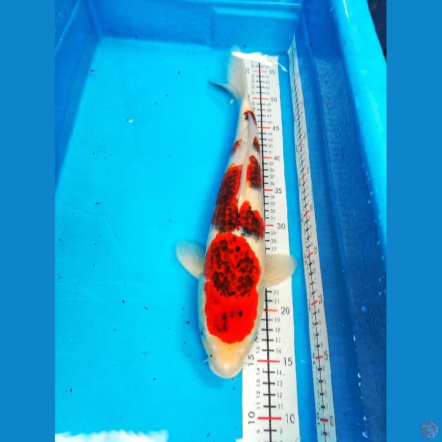 42cm