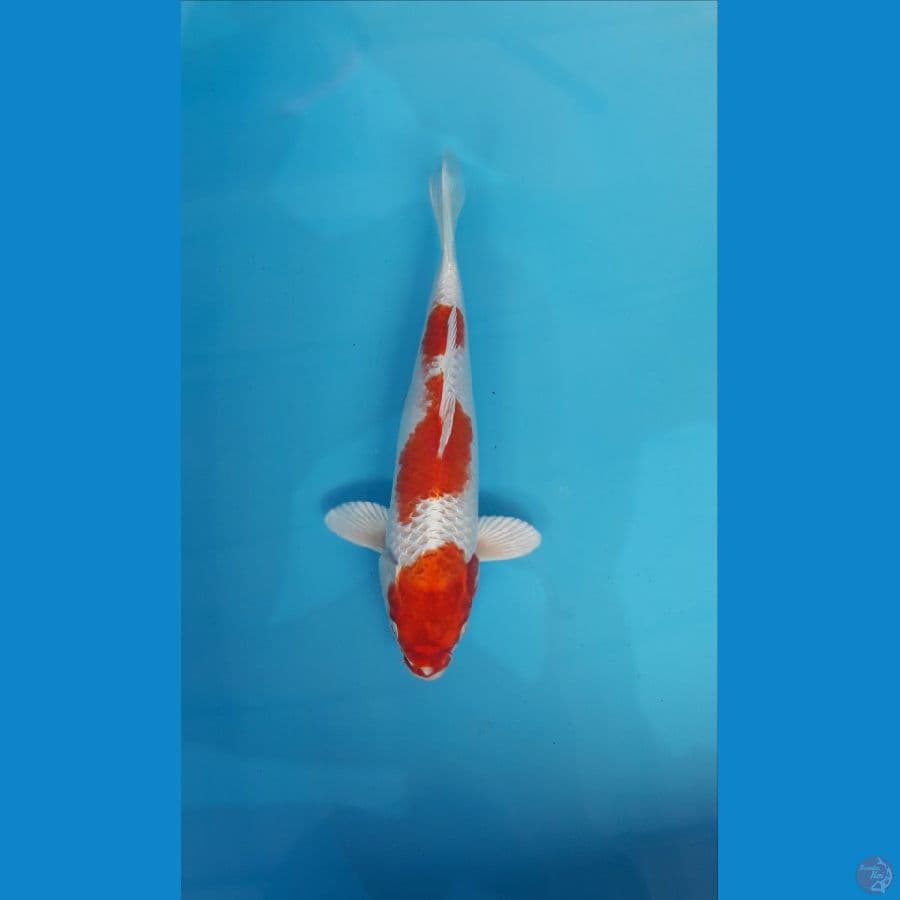 kujaku merah metalik