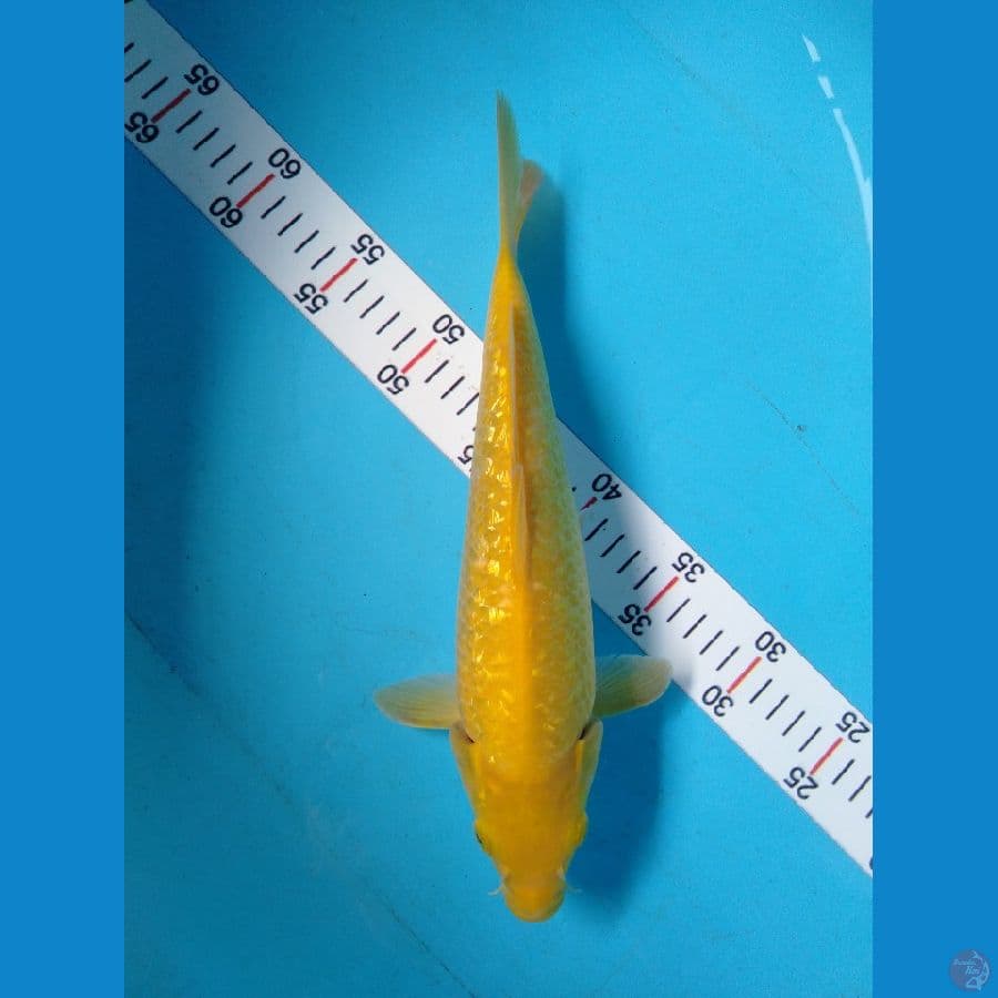 Karasi Lemon Full Ginrin