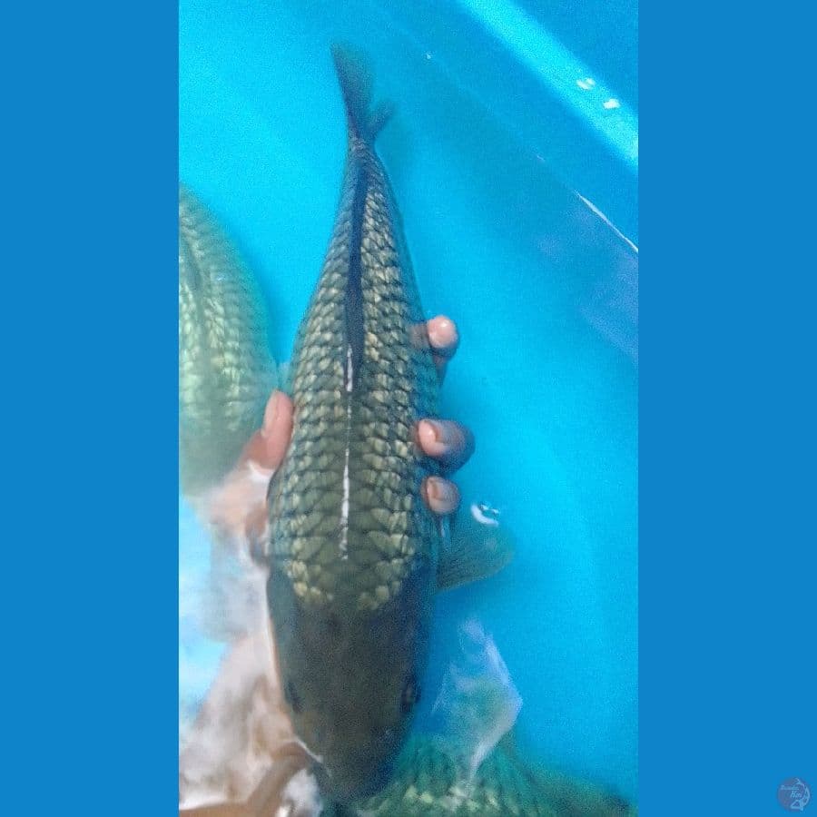 Soragoi Gindrin Bulky Punuk 35cm