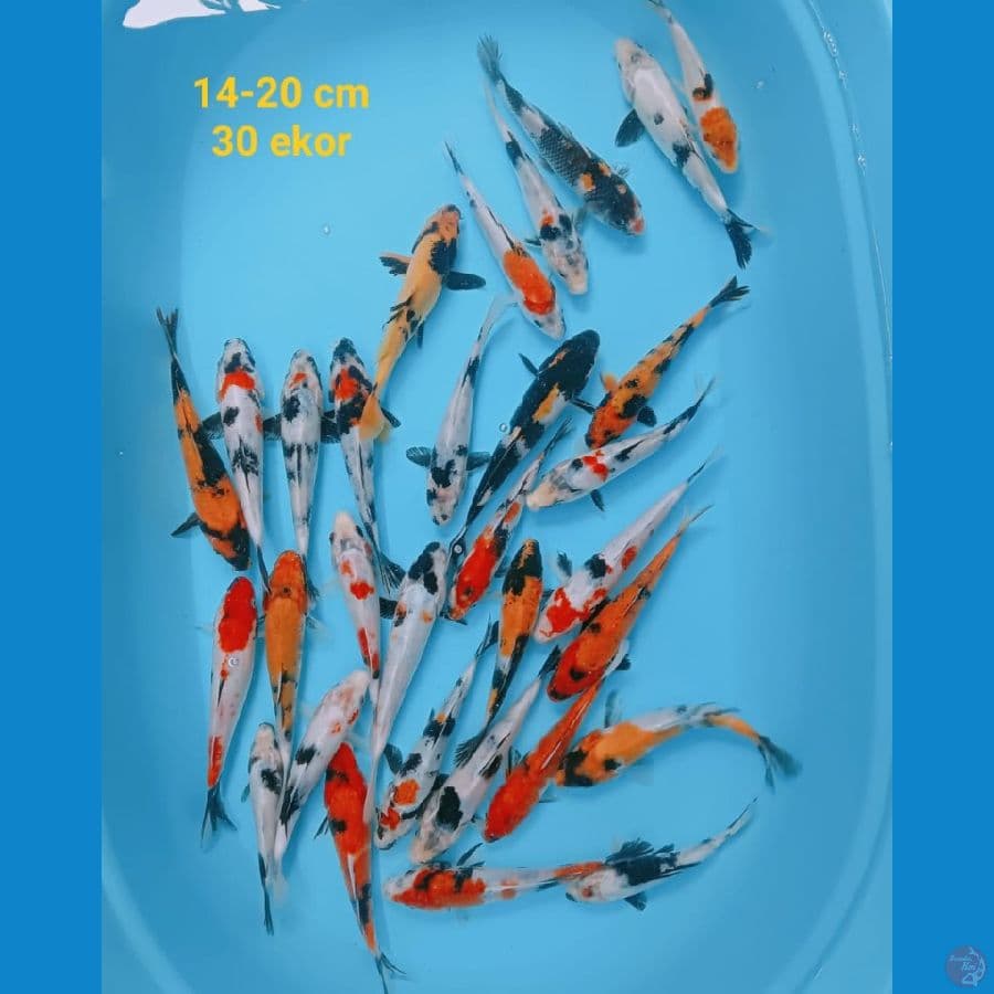 mix koi | 14-20 cm 30 ekor | uncheck