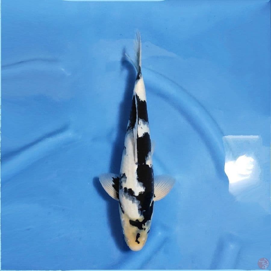 2.M40bu Shiro utsuri good quality