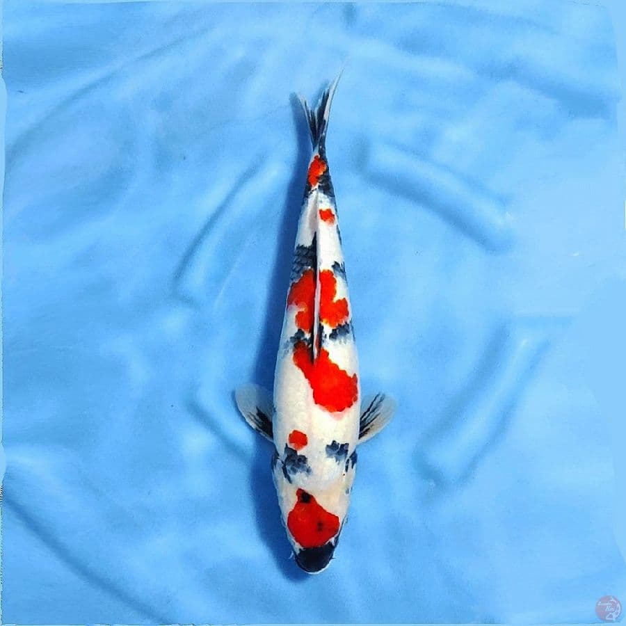 3.F45cm Maruten kindai showa good quality