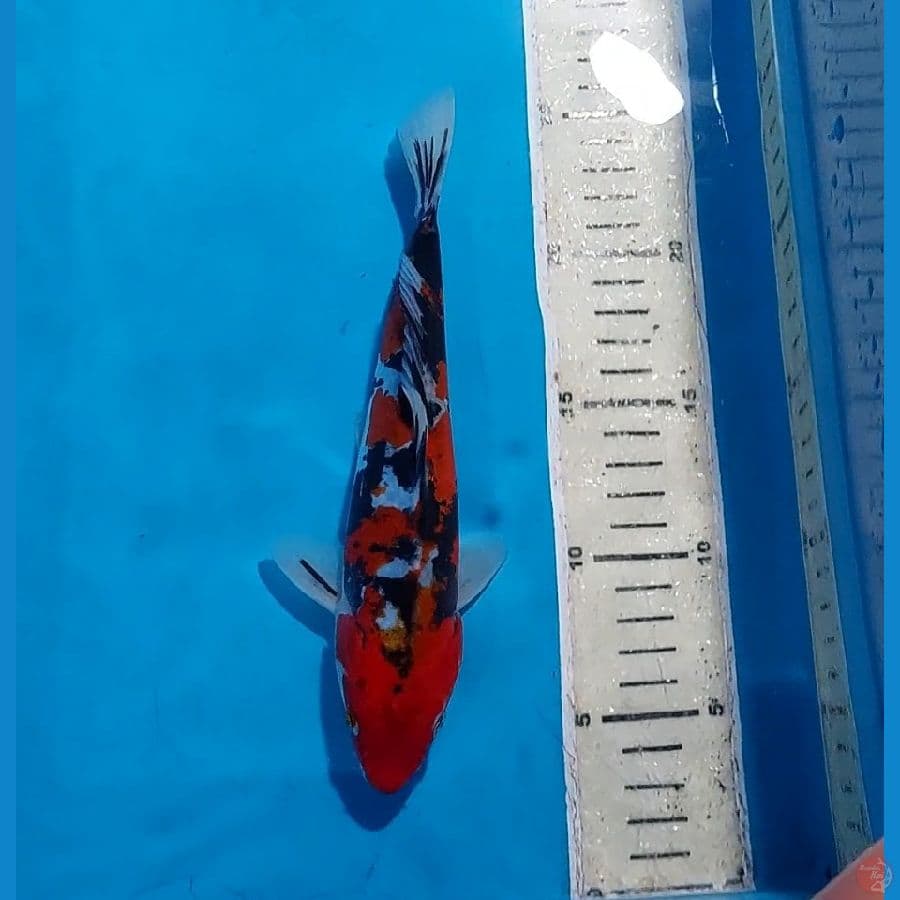 SHOWA DOITSU 22 CM