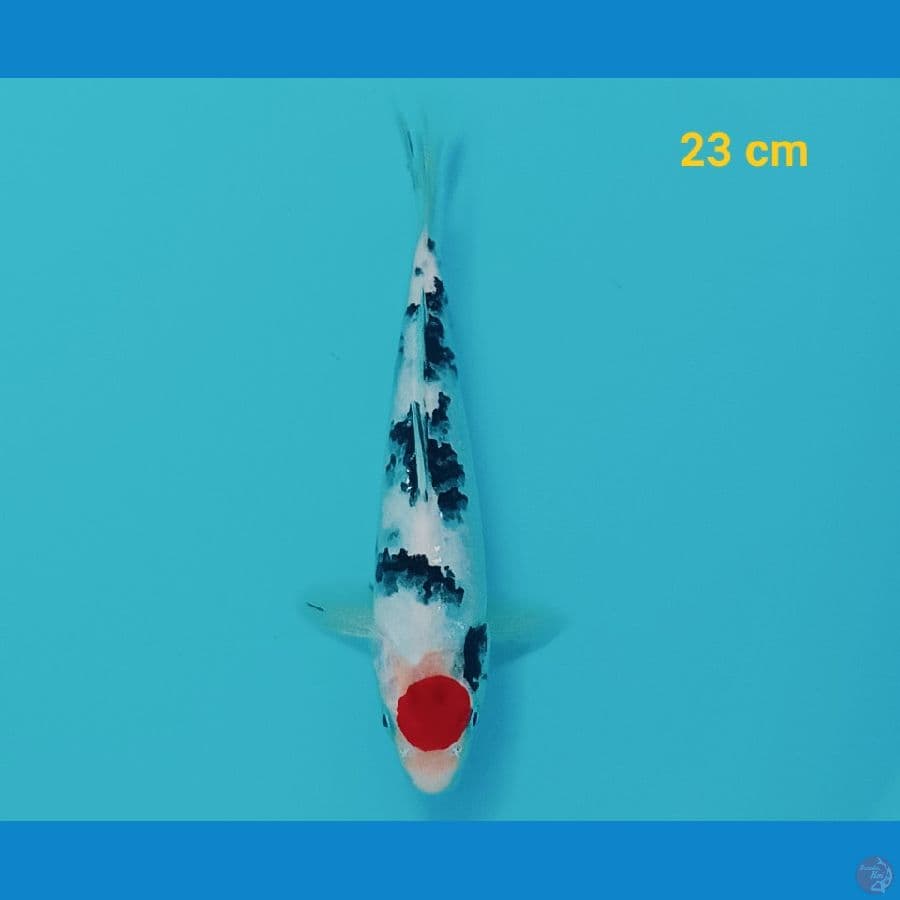 Original Tancho Sanke 23 cm