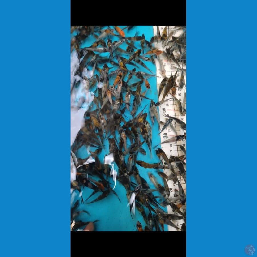 Bibit Shiwa 250 ekor