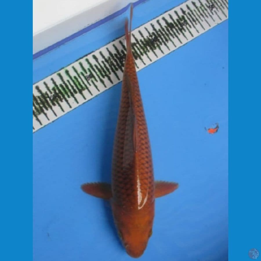 Chagoi Tembaga 30 Cm