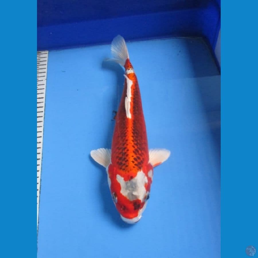 Red Kujaku 34 Cm