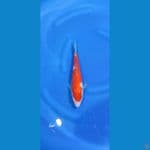 kohaku red strong 25cm