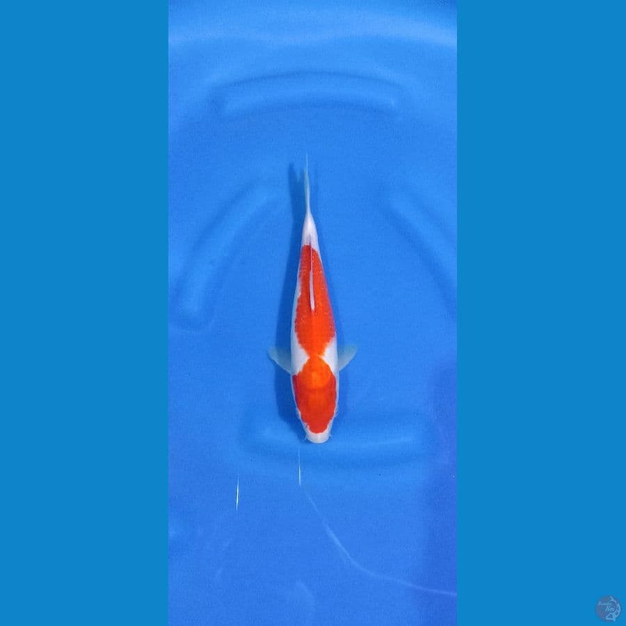 kohaku 25cm