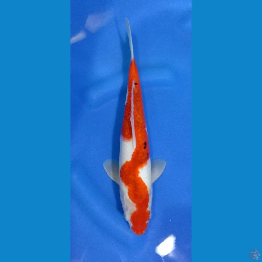 goromo sanke 35cm
