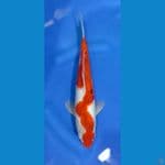 goromo sanke 35cm