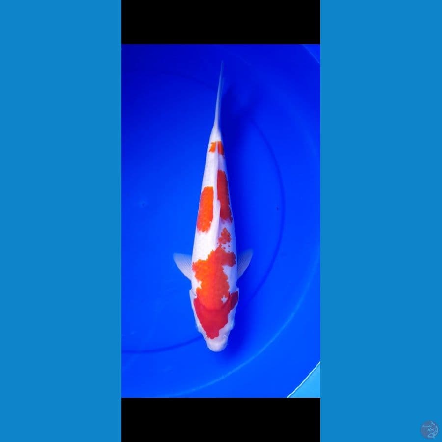 kohaku