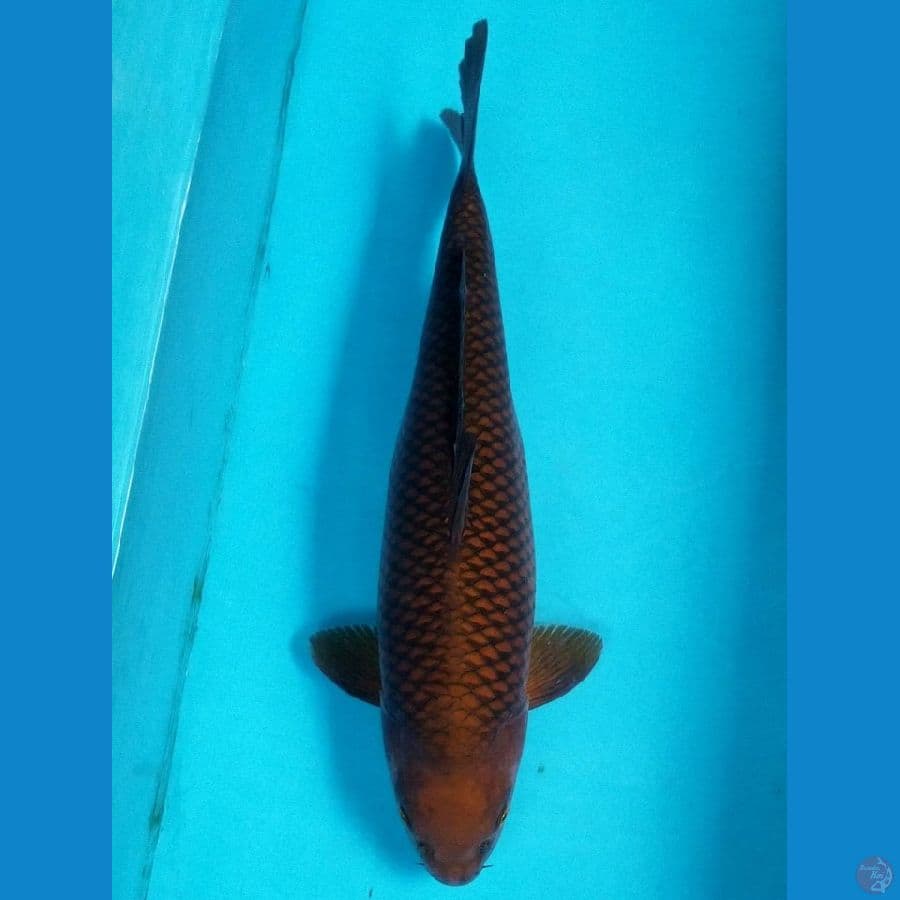 CHAGOI TEMBAGA BULKY 46 CM