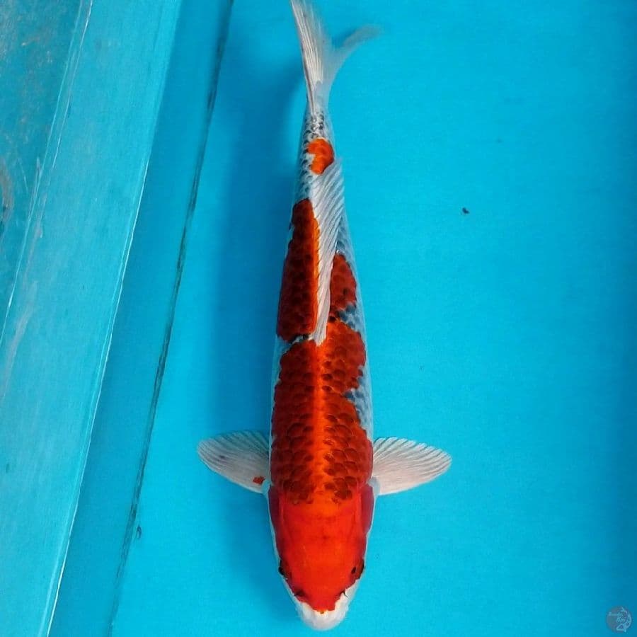 RED KUJAKU 43 CM MALE