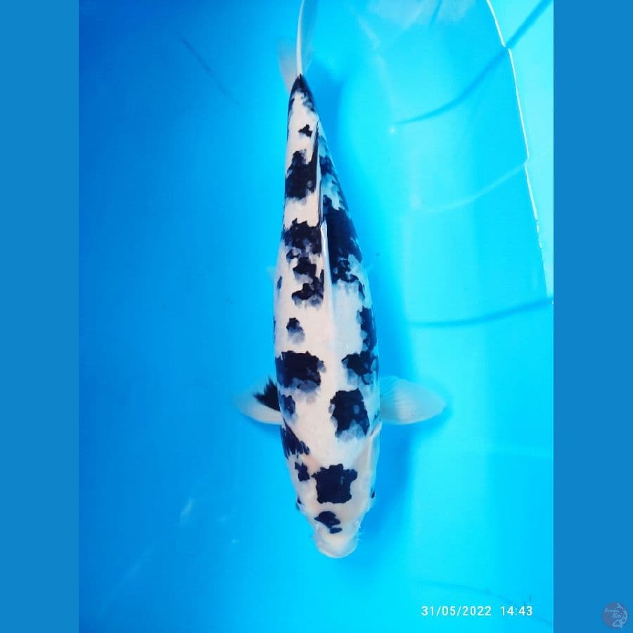 Shiro 53cm Female
