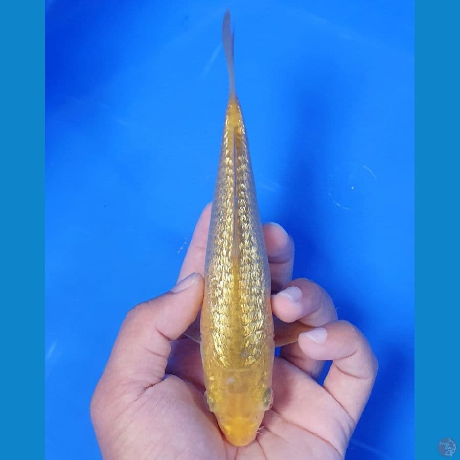 Karamel 18cm full Ginrin, bahan joss bosku
