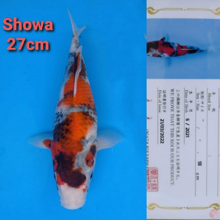 OGATA SHOWA 27CM