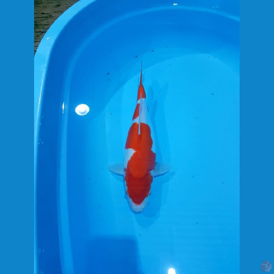 LELANG KOHAKU BULKI JUMBO 40 CM 