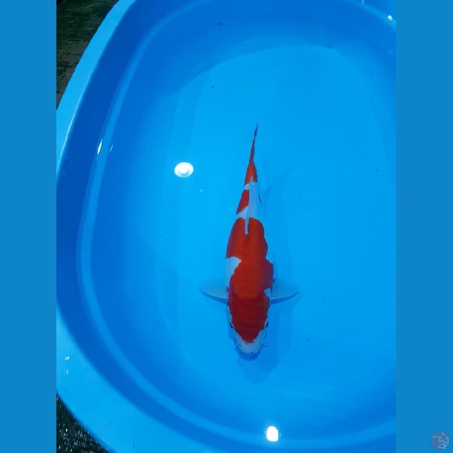 LELANG KOHAKU BULKI JUMBO 40 CM 