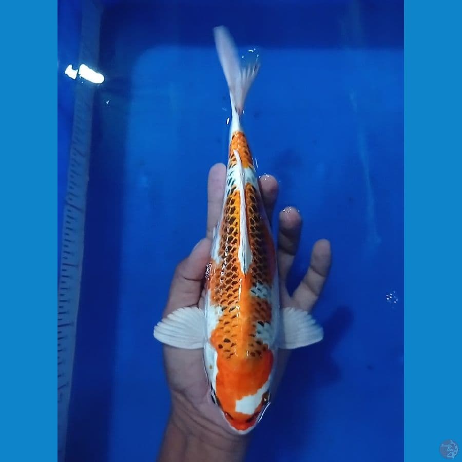 kujaku  bulki 25 cm