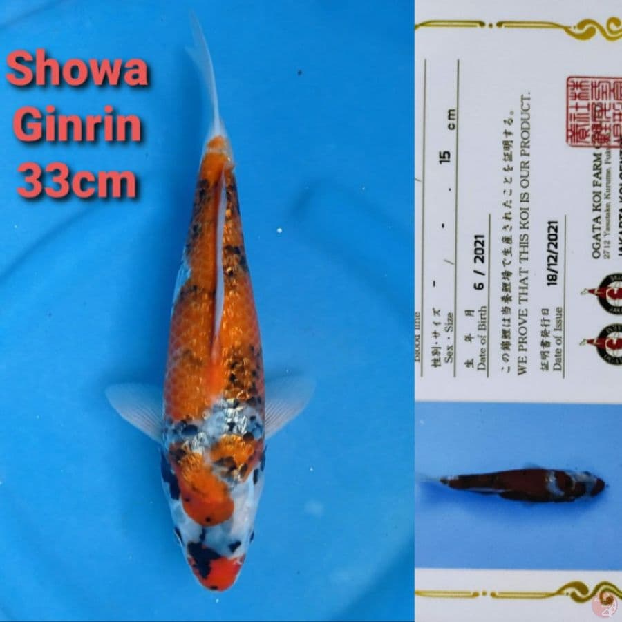 OGATA SHOWA GINRIN 33CM