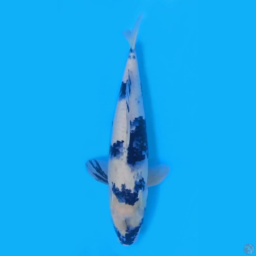 SHIRO TATEGOI 44CM - FEEMALE