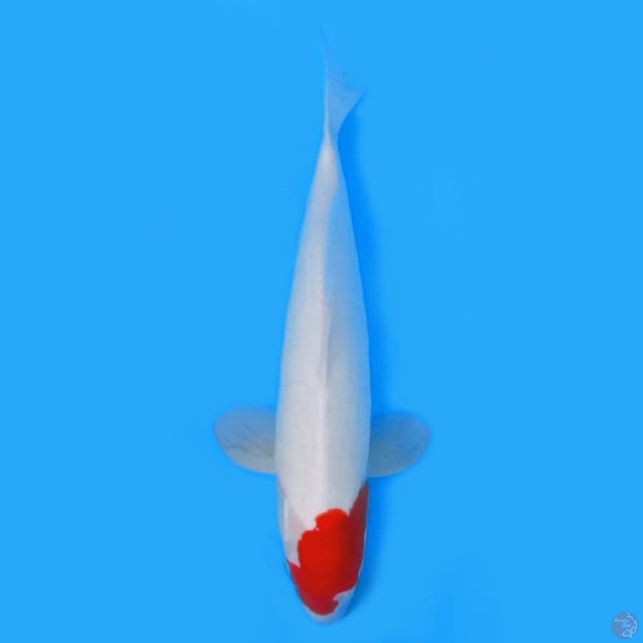 TANCHO KOHAKU 46CM - FEEMALE