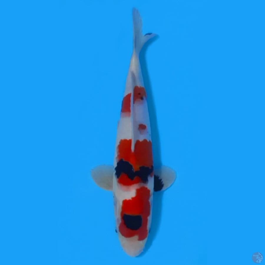 SHOWA TATEGOI 31CM - MALE