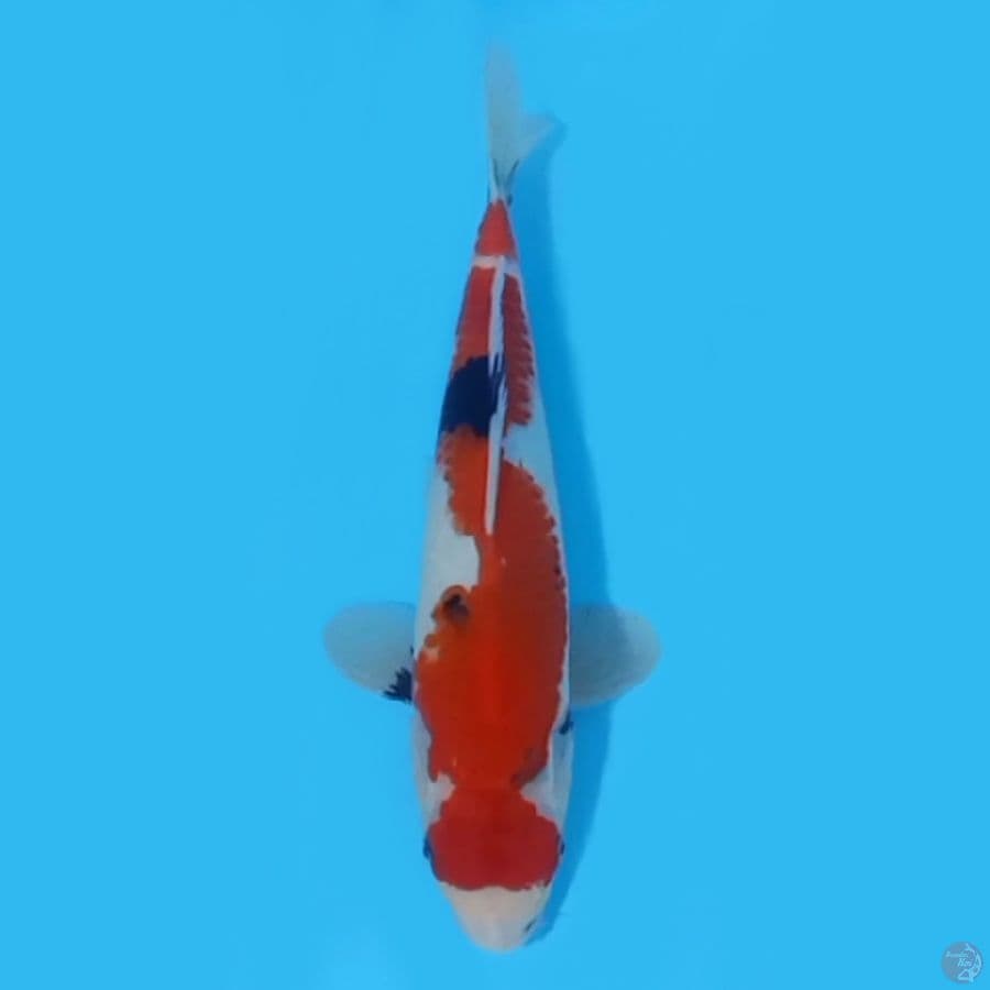 SHOWA TATEGOI 29CM - FEEMALE 