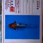 Kin Showa import Marusei 34