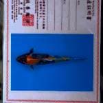 Kin Showa import Marusei 37