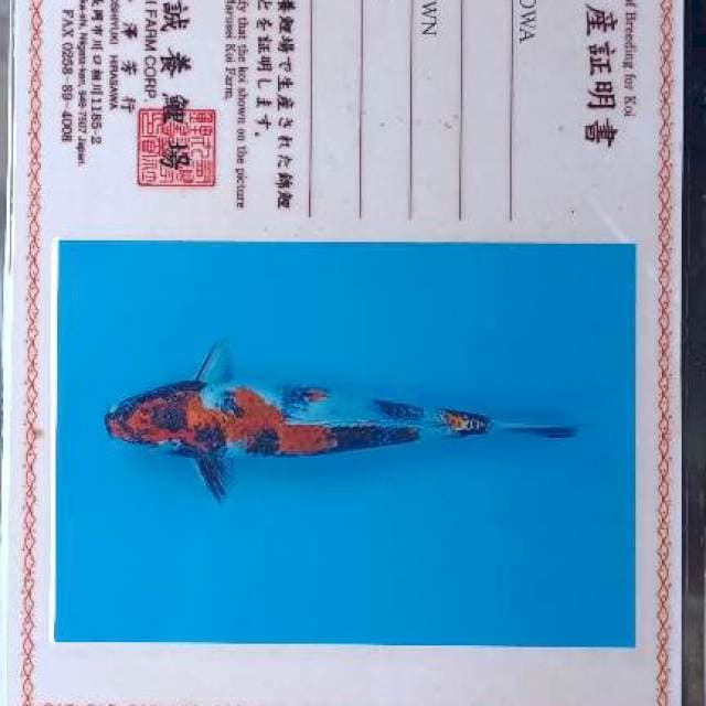 Kin Showa import Marusei 33