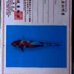 Kin Showa import Marusei 33