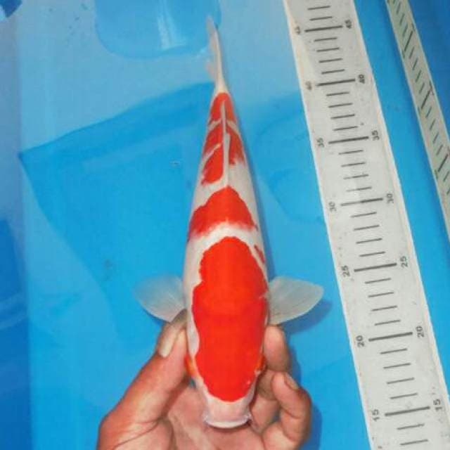 KOHAKU RAPI