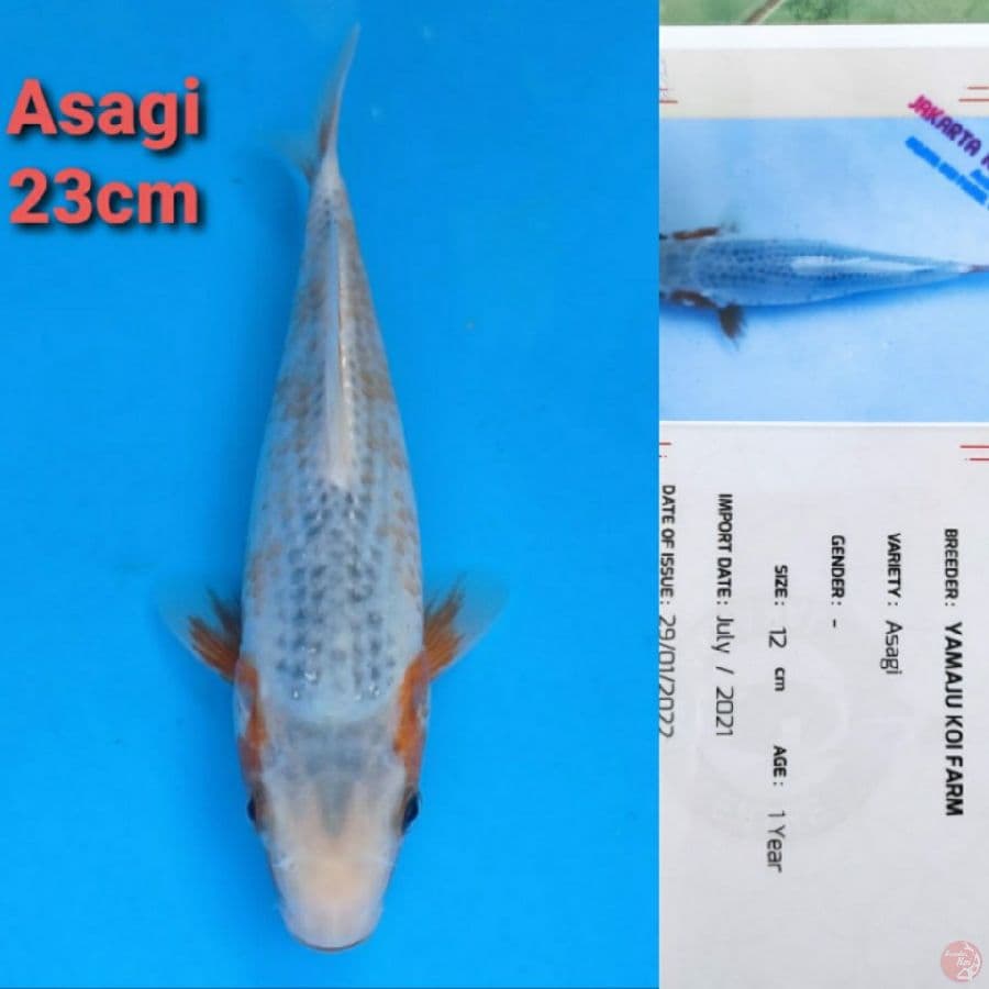YAMAJYU ASAGI 23CM