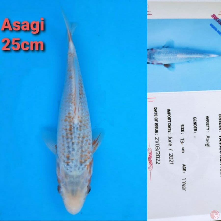 YAMAJYU ASAGI 25CM