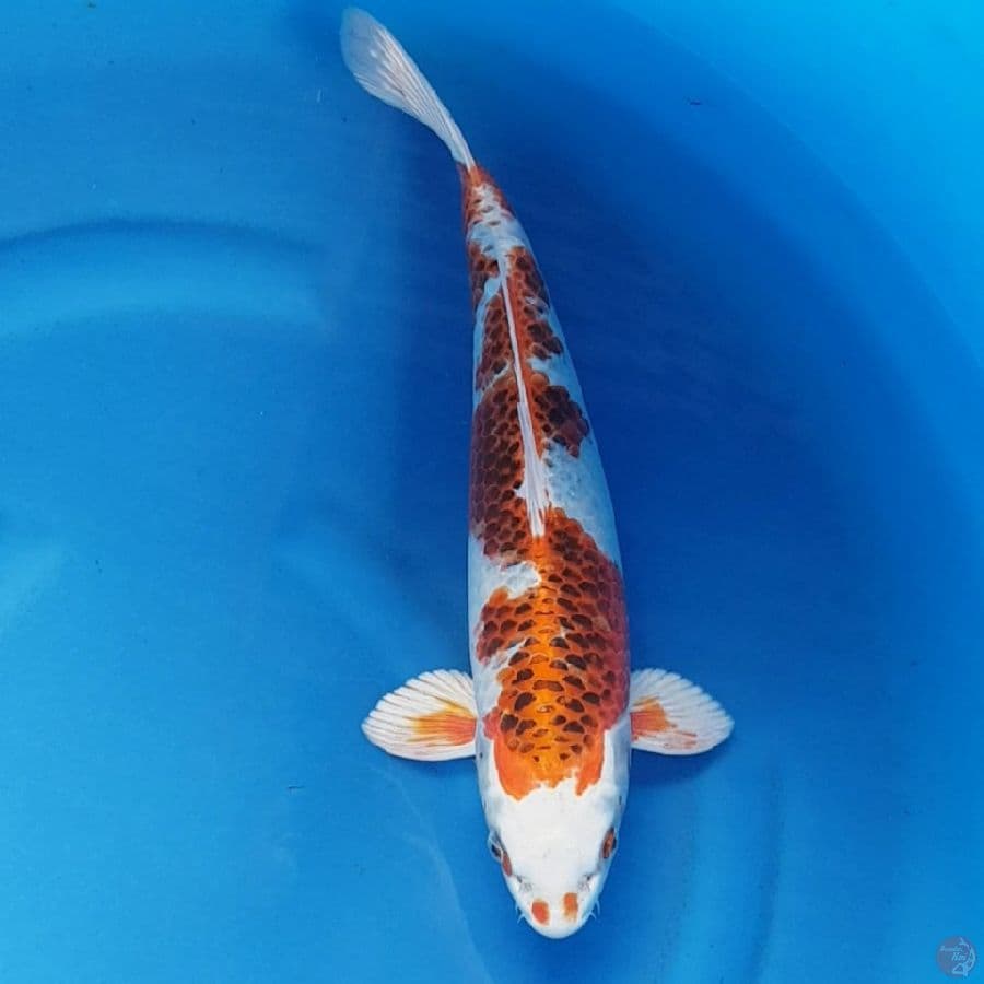 KOJAKU F1 39 cm