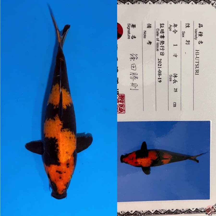 SHINODA HIUTSURI 35cm