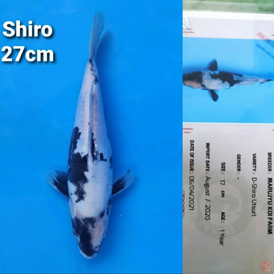 MARUJYU SHIRO DOITSU 27CM