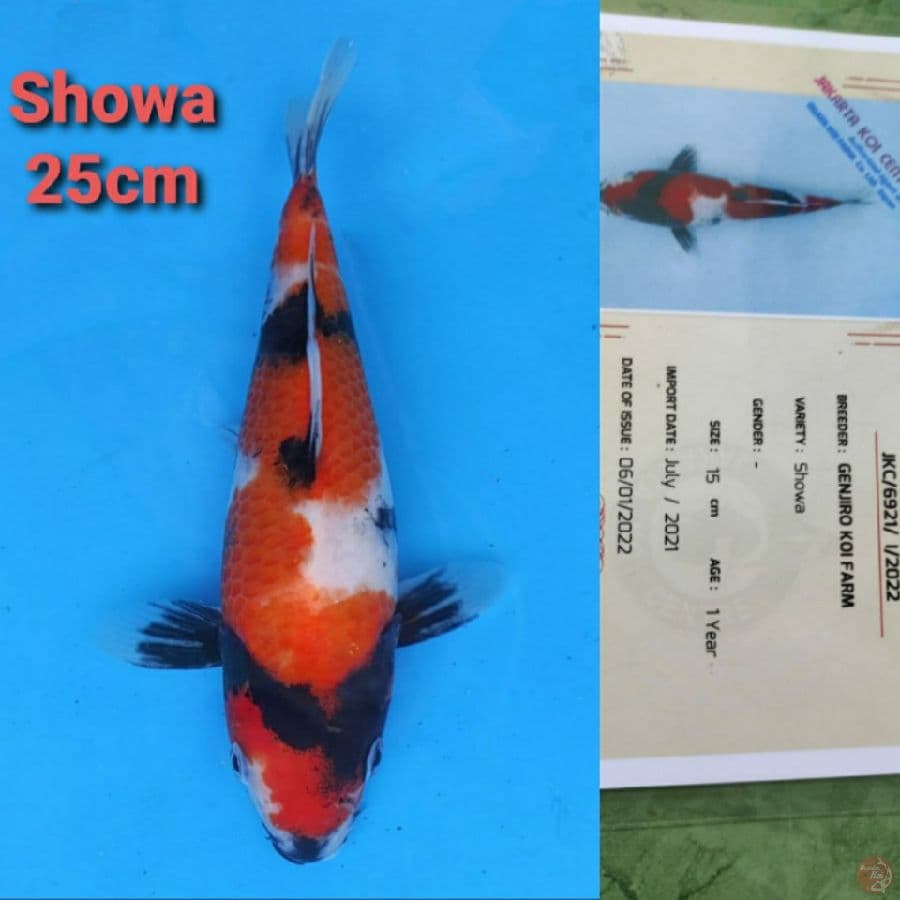 GENJIRO SHOWA 25CM