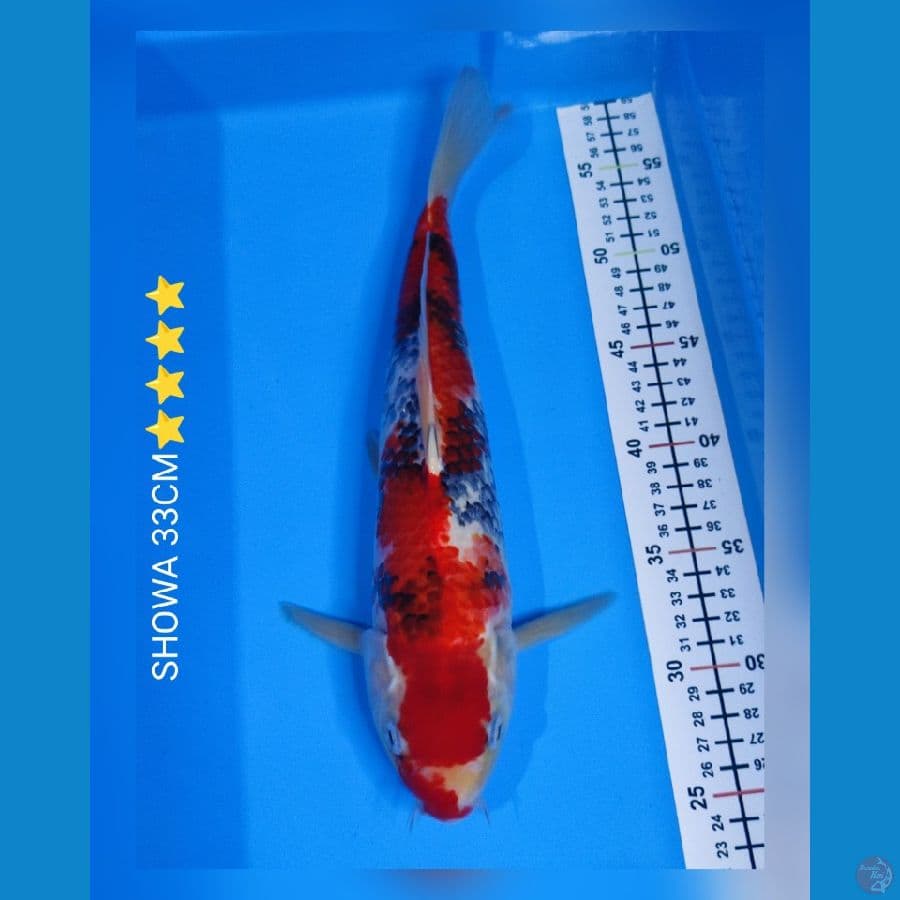 showa 33cm⭐⭐⭐⭐