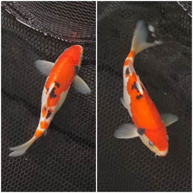 Sanke Kucibeni 20cm