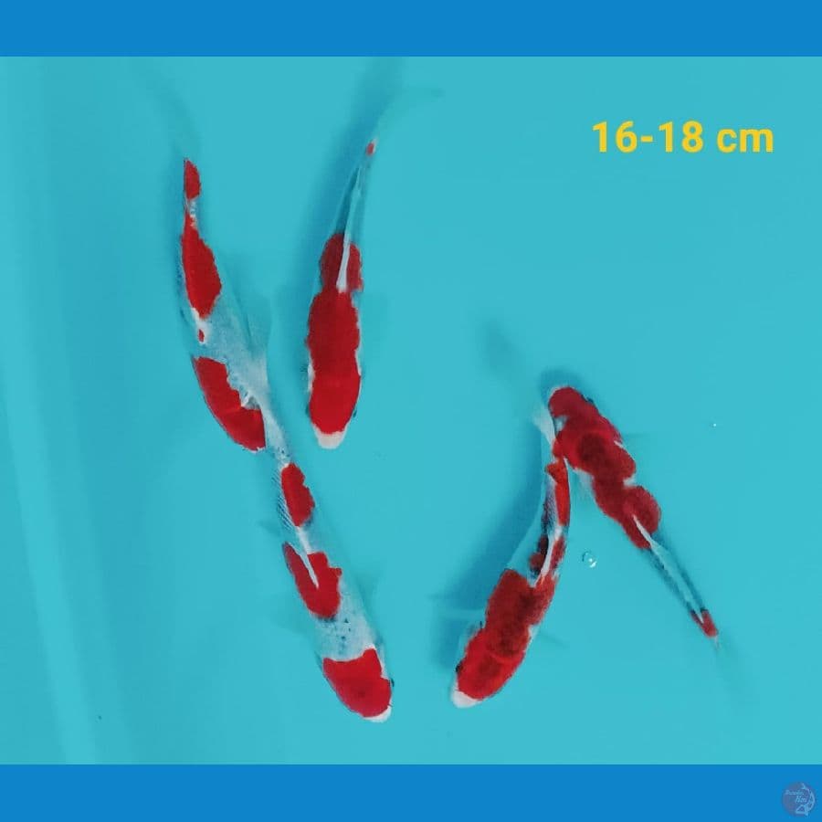kohaku gosiki 16-18 cm