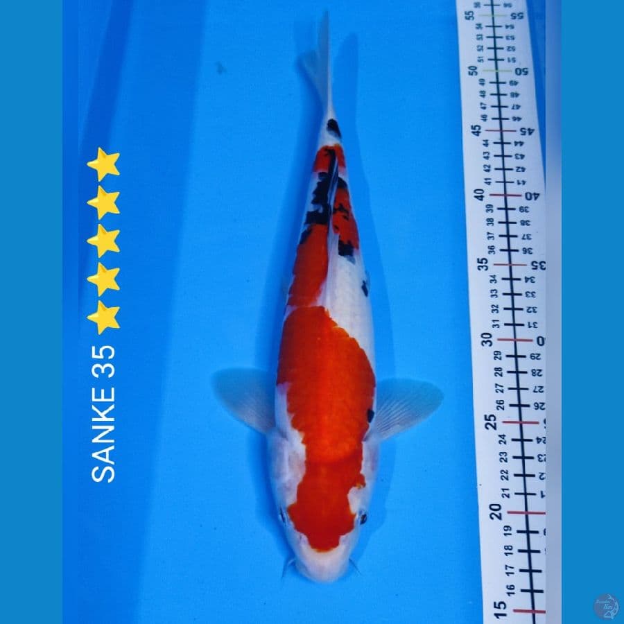 SANKE 35CM ⭐⭐⭐⭐⭐