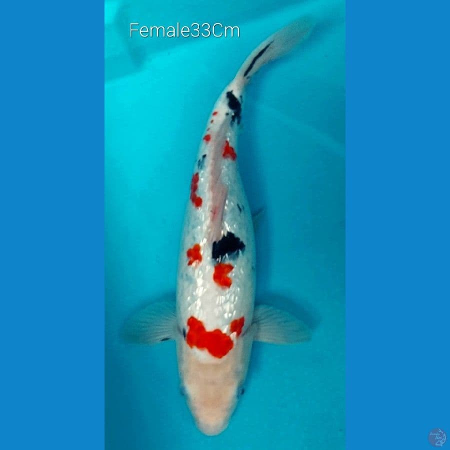 Sanke Ginrin Female 33 Cm