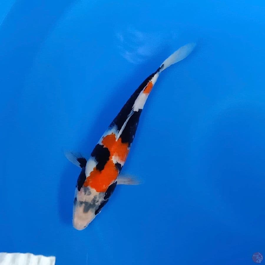HQ Kindai showa 27cm