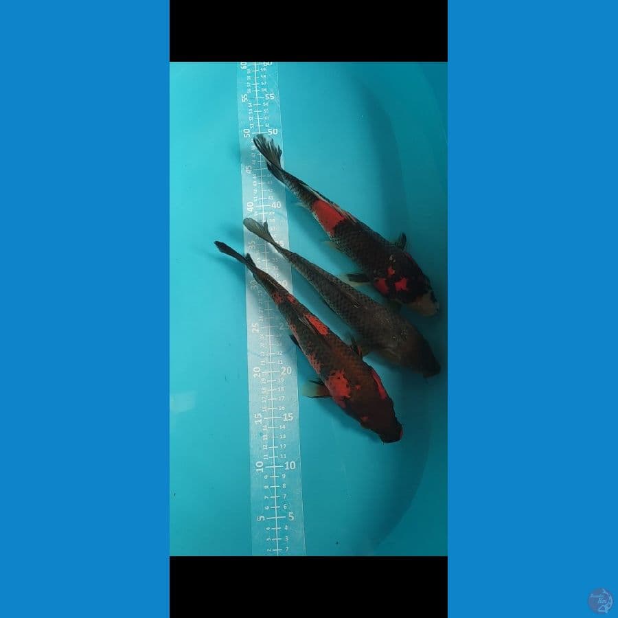 Showa Utsuri Soragoi 27-30cm